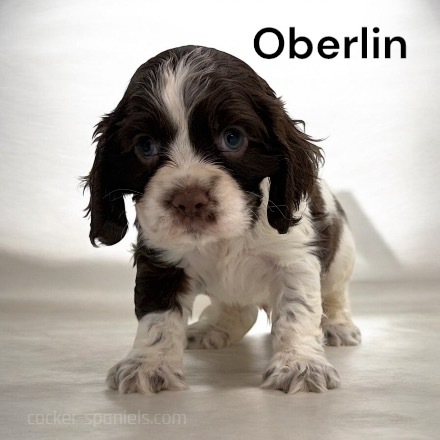 puppy, for, sale, Cocker Spaniel, Joe & Cherri  Overlease, dog, breeder, Miller, MO, dog-breeder, puppy-for-sale, forsale, nearby, find, puppyfind, locator, puppylocator, aca